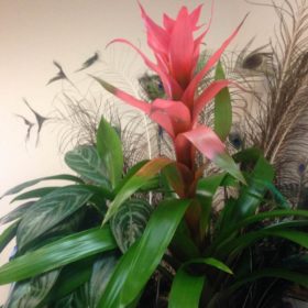 PLANT W PEACOCK FEATHERS